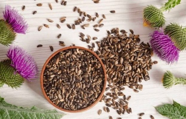 Milk Thistle