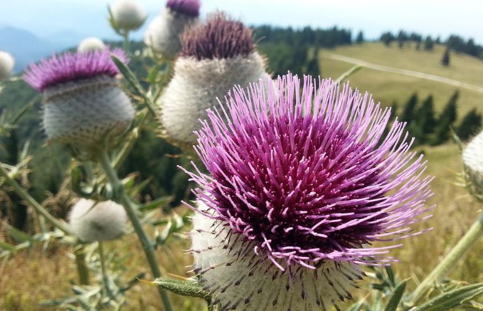 Milk Thistle bảo vệ gan