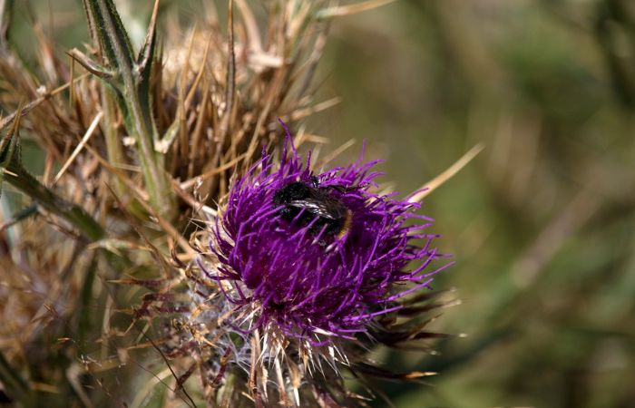 Milk thistle tốt cho người tiểu đường
